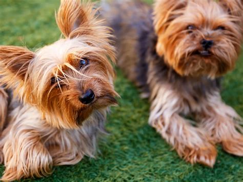 pictures of terriers that are similar to yorkshire terriers